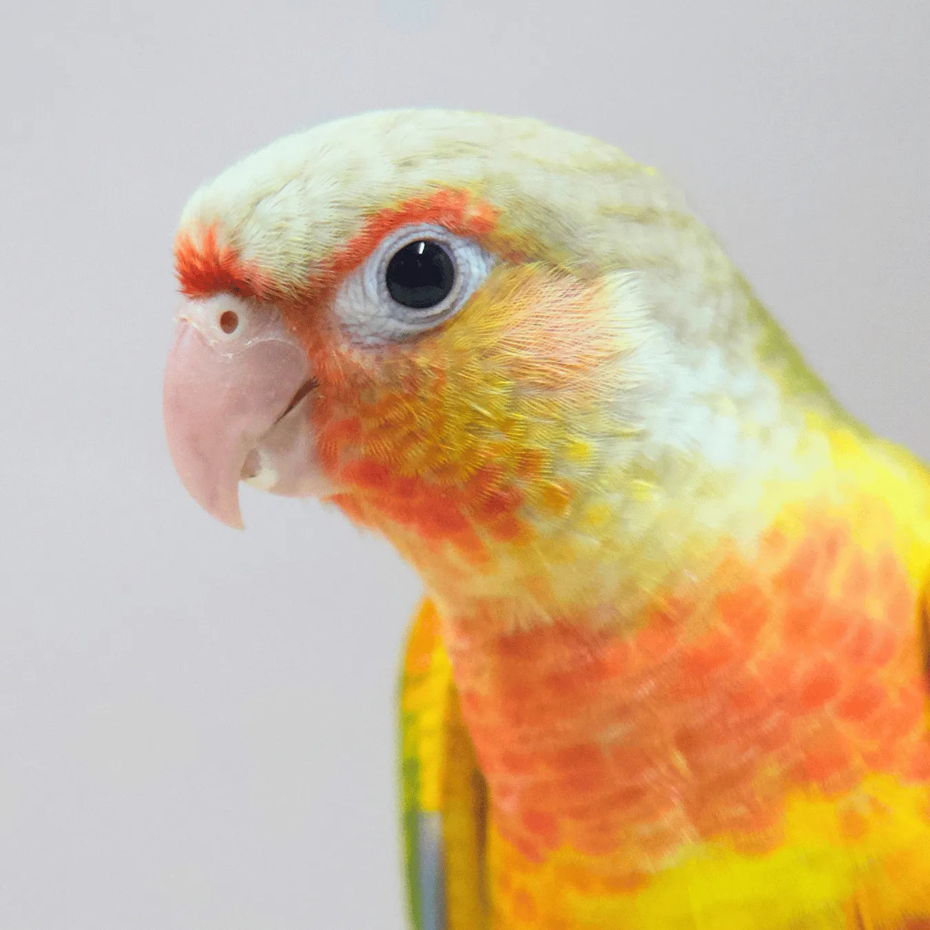 Meet Woody - Hand-Raised Pineapple Green Cheek Conure