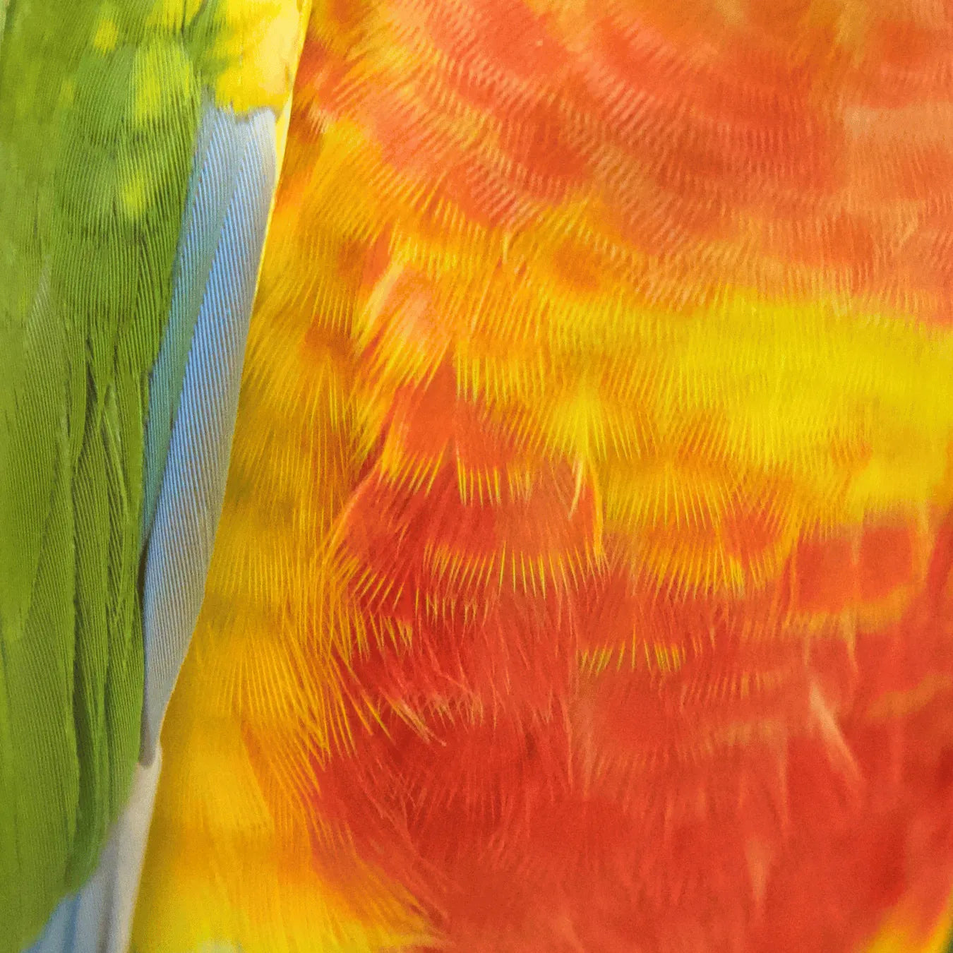 Meet Woody - Hand-Raised Pineapple Green Cheek Conure