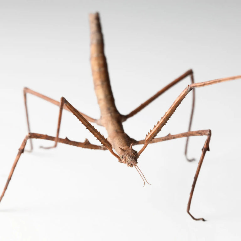 Wuelfing's Stick Insect