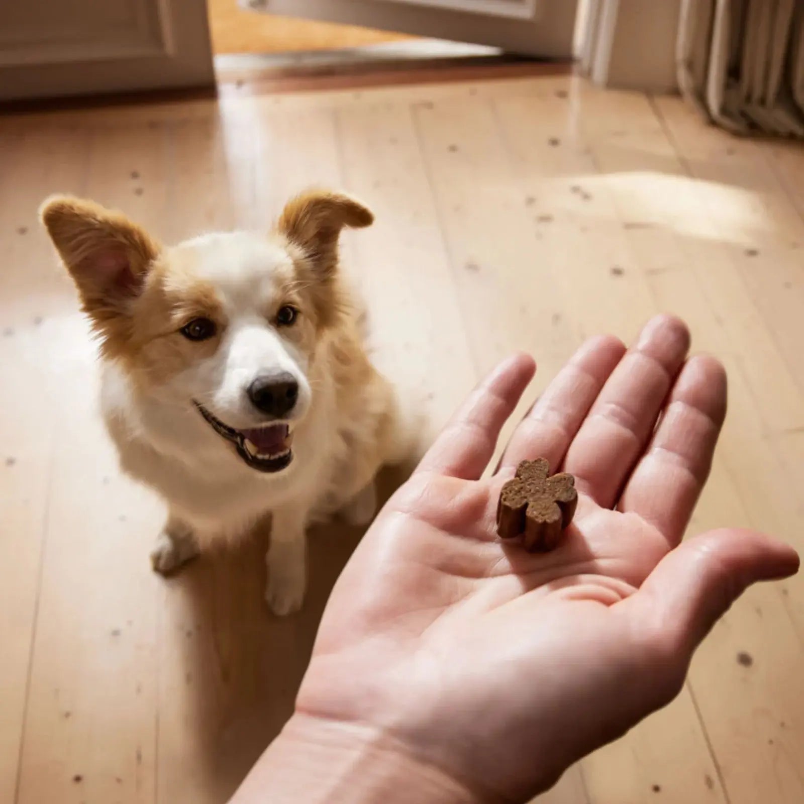 ZamiPet Probiotics Relax & Calm - 30 pack ZamiPet