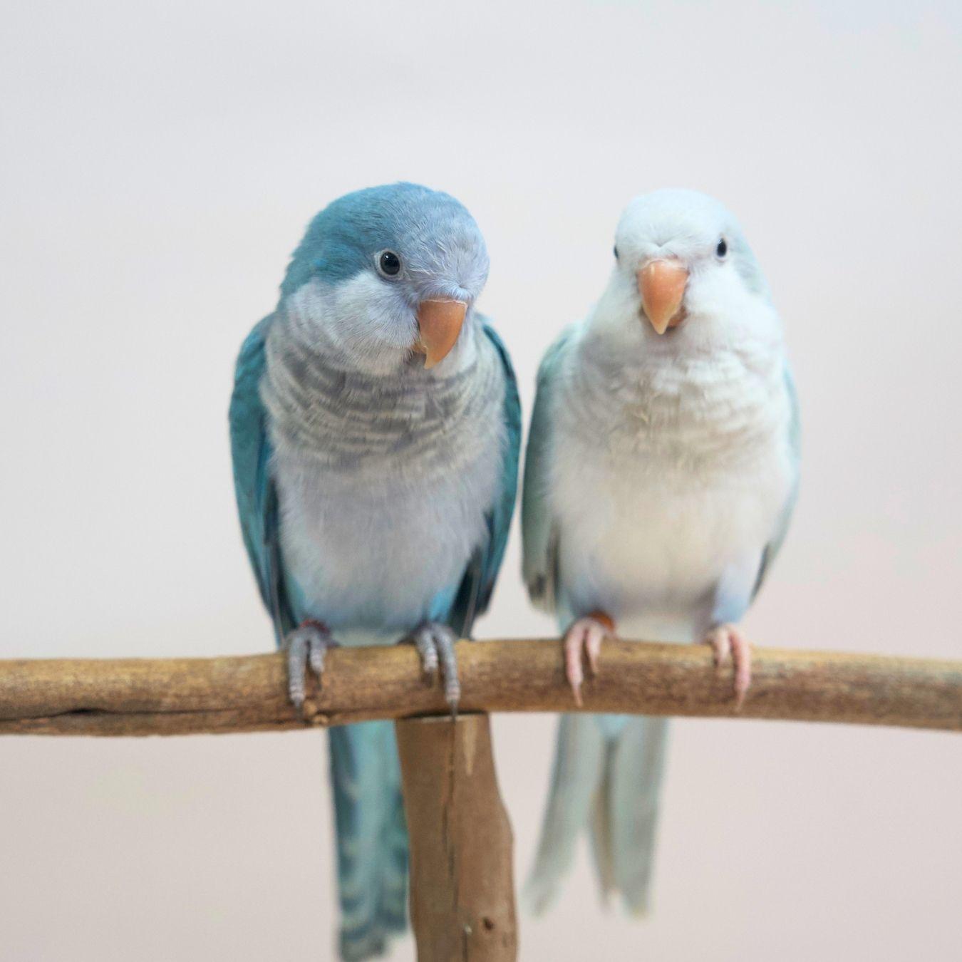 Zazu & Iago, our Blue Quaker Parrots