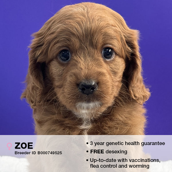 Zoe the Cavoodle
