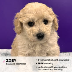 Zoey the Poodle