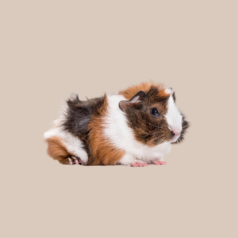 Abyssinian Guinea Pig - Kellyville Pets