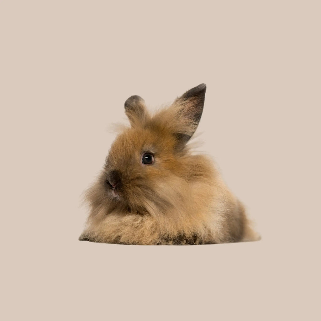 Angora Rabbit
