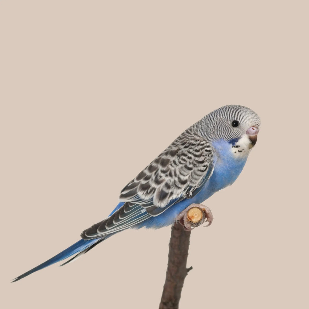 Baby Budgie
