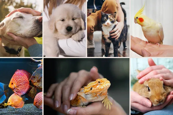 Pet Care Guides