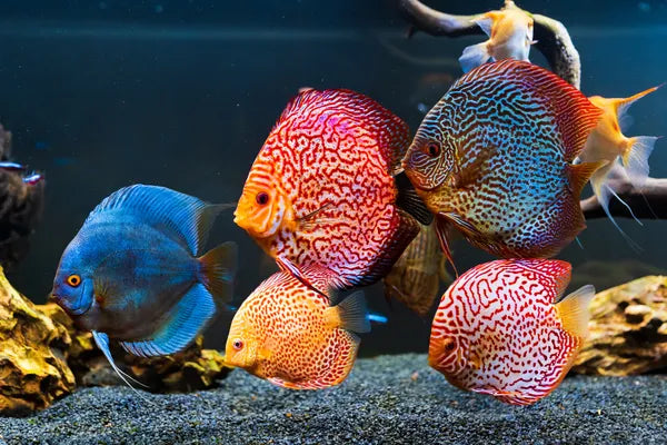 Fish & Aquarium