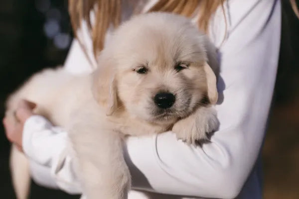 Puppies