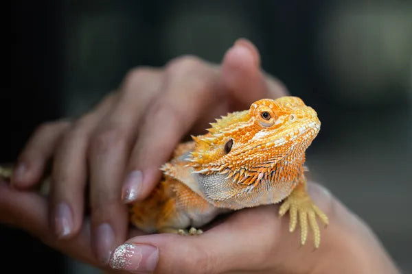 Reptiles & Critters