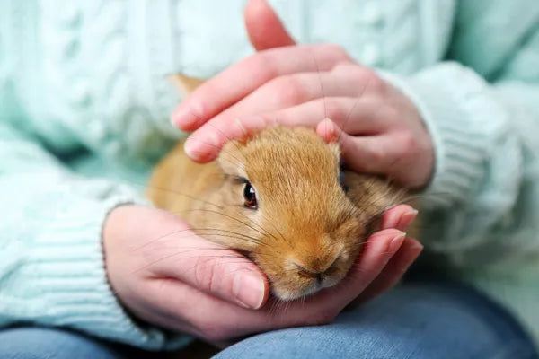 Small Animals
