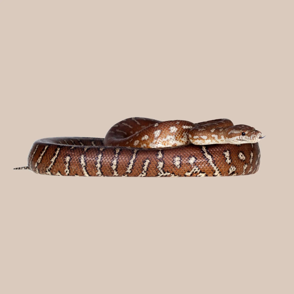 Bredli Python Size Bredli Python