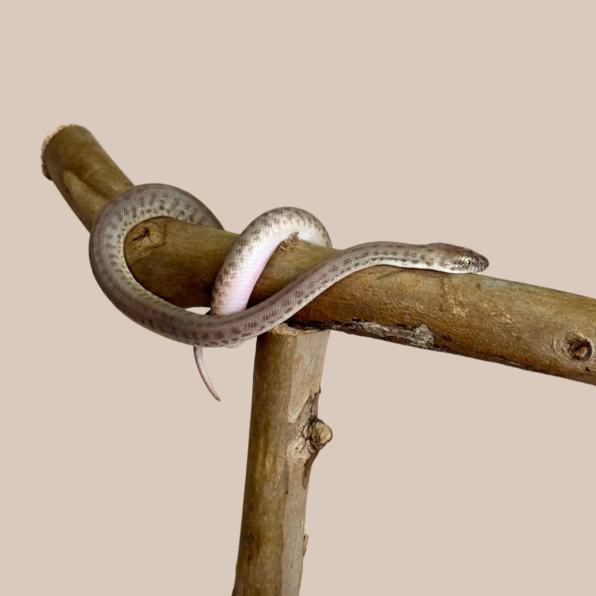 Children's Python