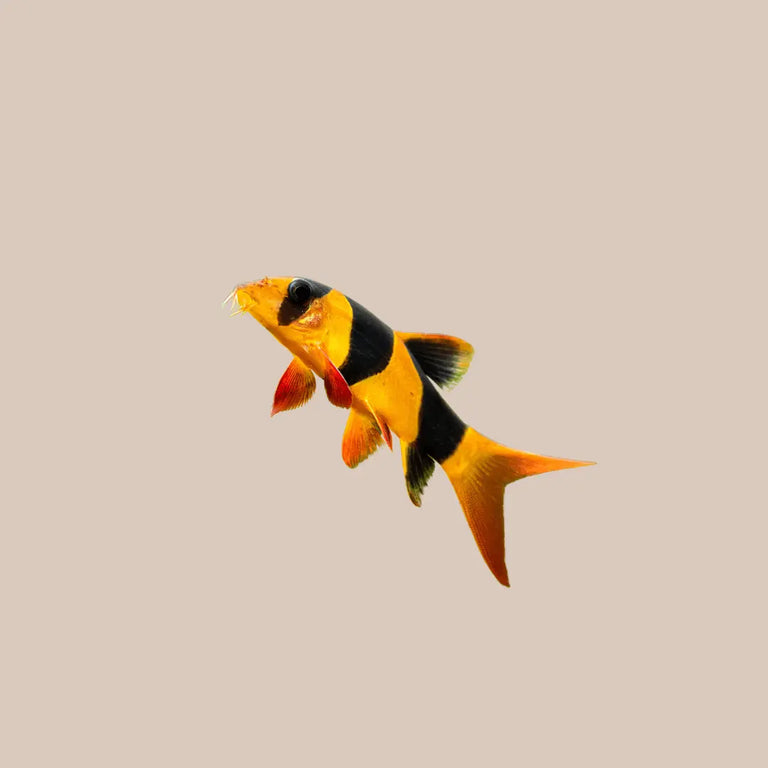 Clown Loach Fish For Sale - Kellyville Pets