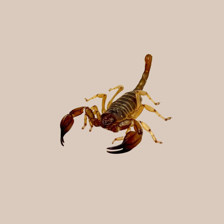 Coastal Burrowing Scorpion - Kellyville Pets