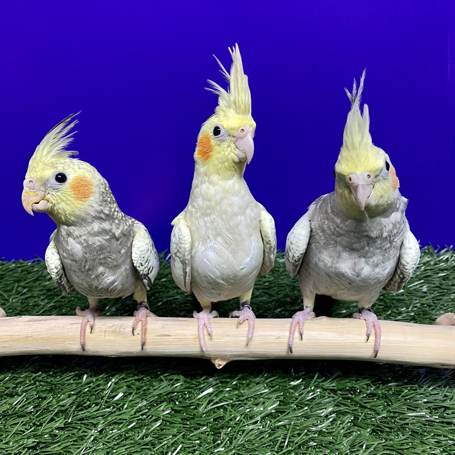 Meet our Pearl Cockatiel babies