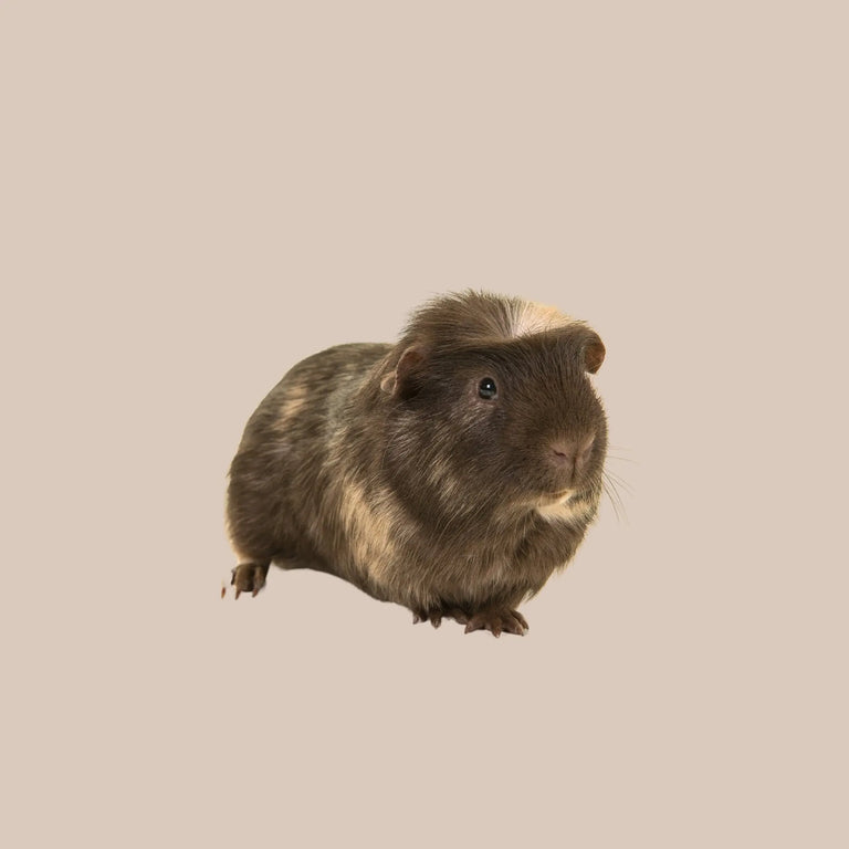 Crested Guinea Pig - Kellyville Pets