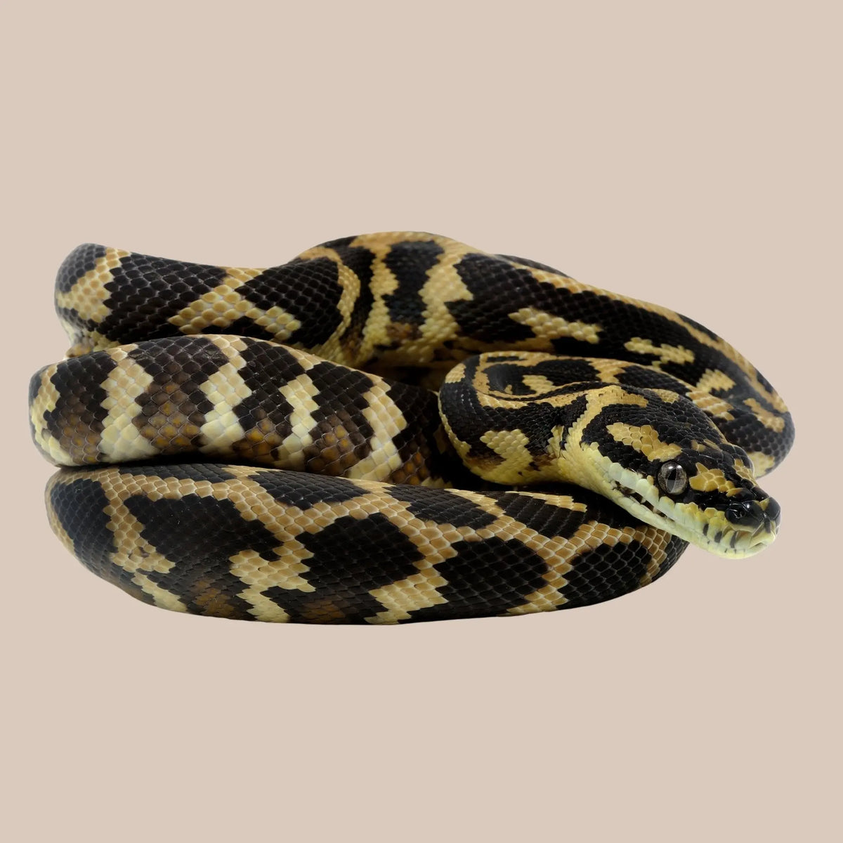 Darwin Python 3m Darwin Carpet Python