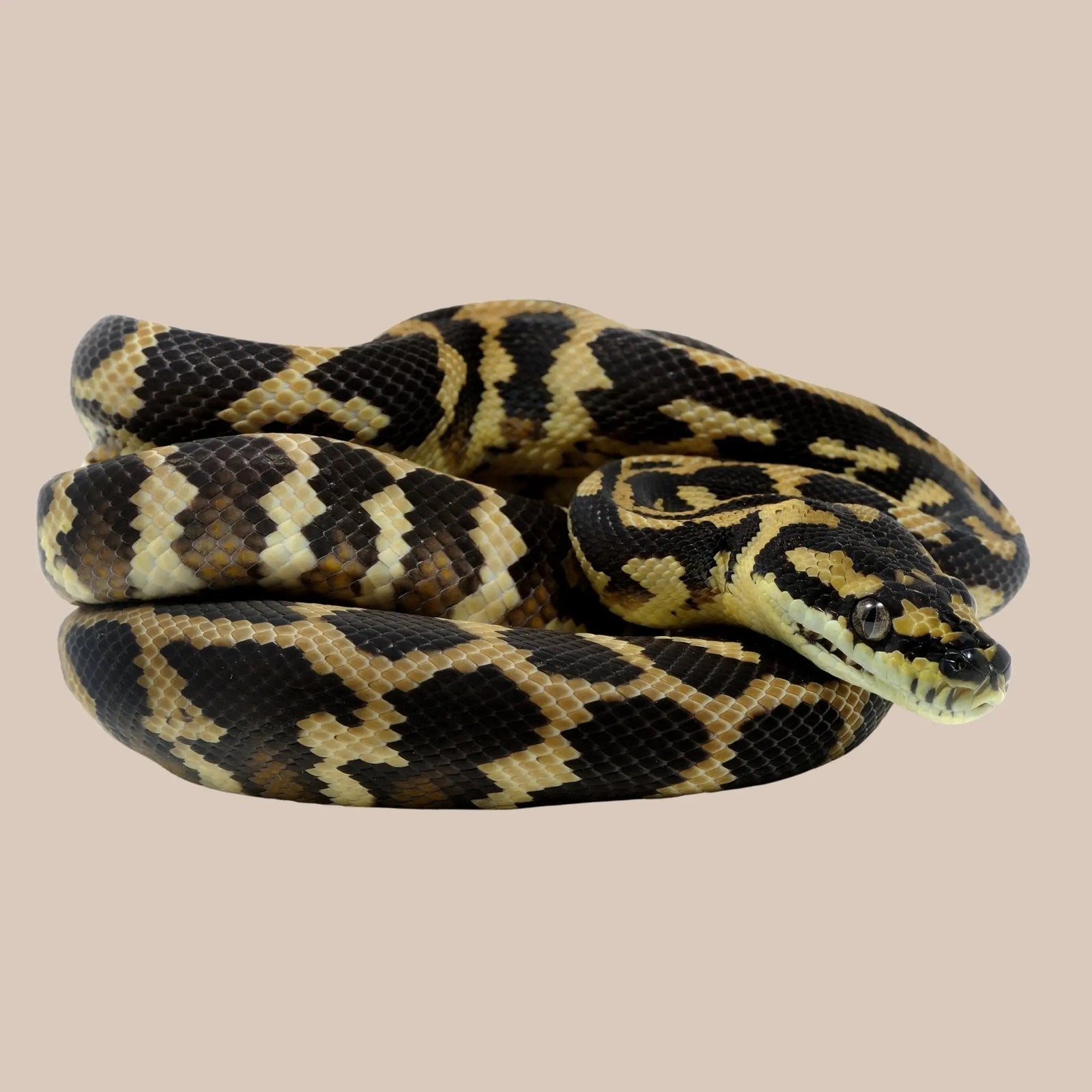 Copper Darwin Python Darwin Carpet Python