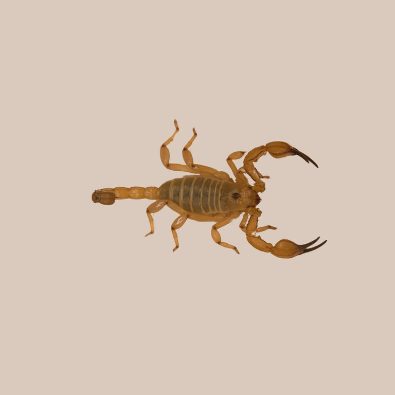 Desert Scorpion - Kellyville Pets
