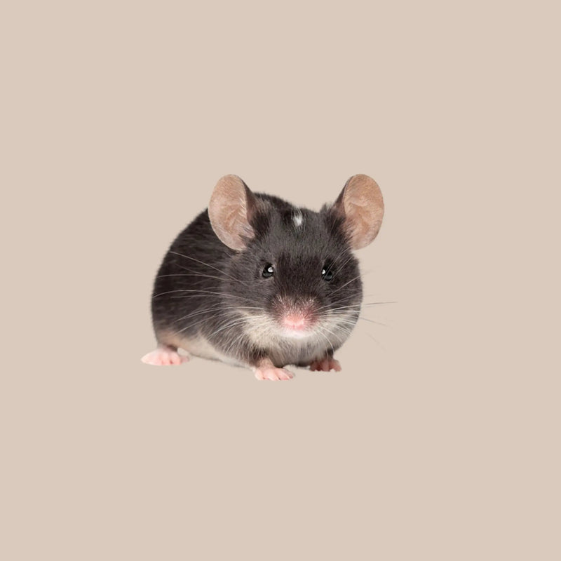 Fancy Mouse - Kellyville Pets
