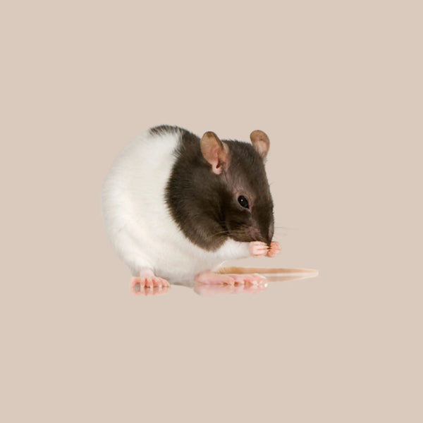 Fancy Rat - Kellyville Pets
