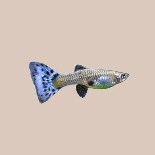 Female Guppy - Kellyville Pets