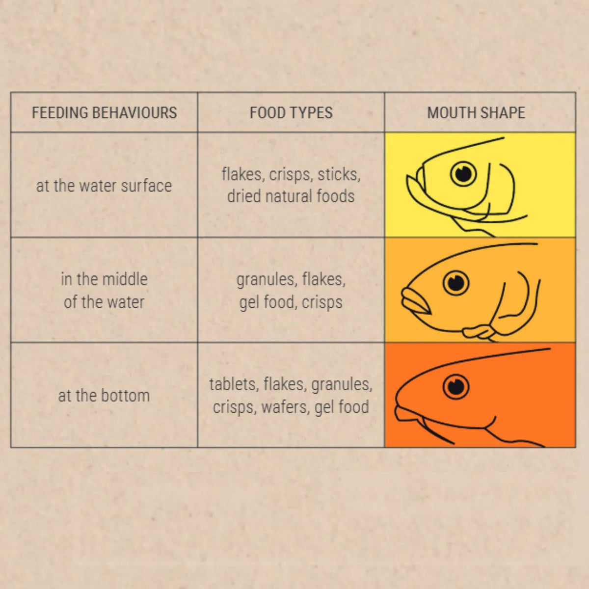 An educational chart on fish feeding behaviors, showing three rows for feeding levels 'at the water surface', 'in the middle of the water', and 'at the bottom', with corresponding food types and a column for mouth shape illustrated with colored fish head drawings.