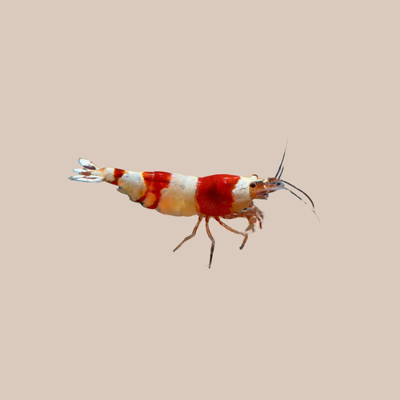 Freshwater Shrimp For Sale - Kellyville Pets