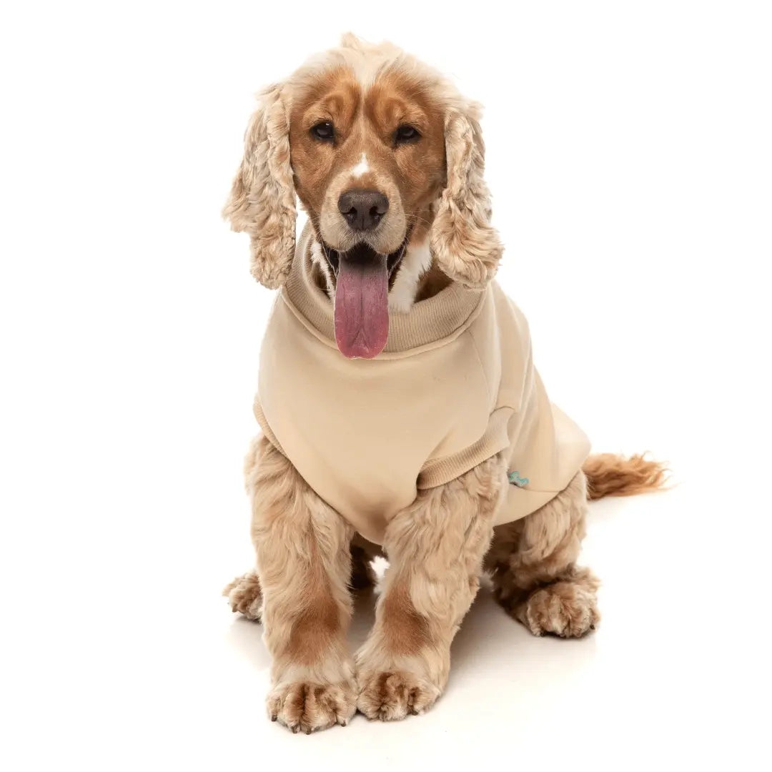 Fuzzyard Allday Dog Sweater - Cream - Kellyville Pets