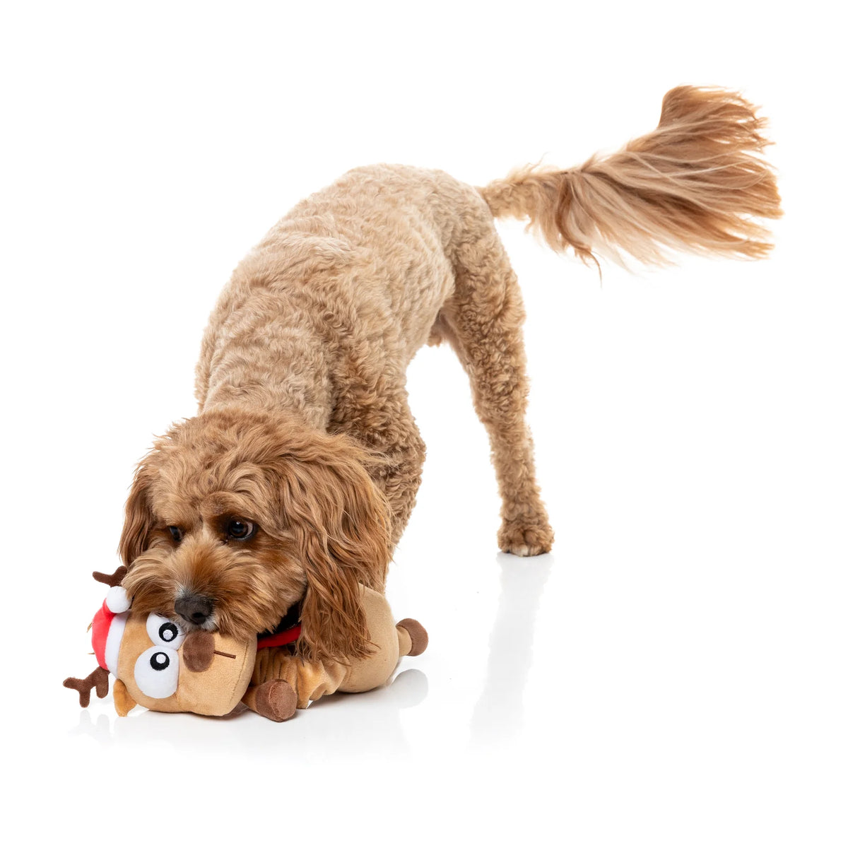 A small brown poodle dog is lying on a white studio floor, holding a plush FuzzYard Domineck The Reindeer long-necked Christmas dog toy in its mouth. The toy is tan with a red Santa hat and cartoon face details.