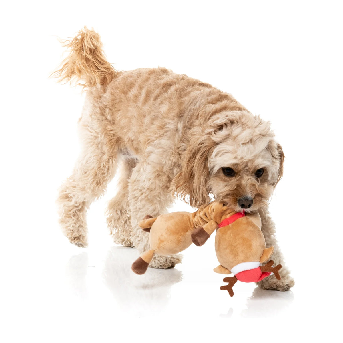 A small fluffy cream-colored dog is playing with a plush FuzzYard Domineck The Reindeer long-necked Christmas dog toy on a clean white background.