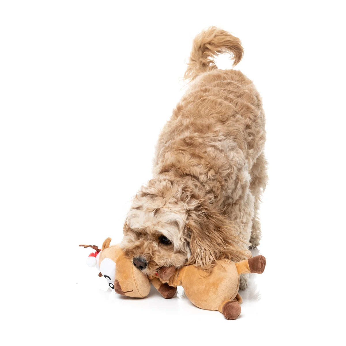 A fluffy light brown dog playing with a plush FuzzYard Domineck The Reindeer long-necked Christmas dog toy on a clean white background.