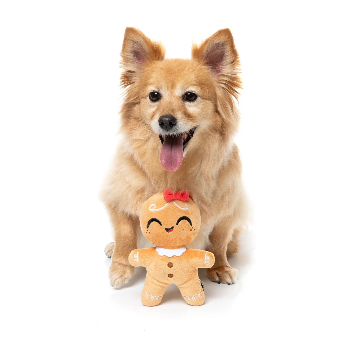 A small fluffy tan dog sits on a white studio background holding a FuzzYard Doughlilia gingerbread Christmas dog toy in front of its chest.