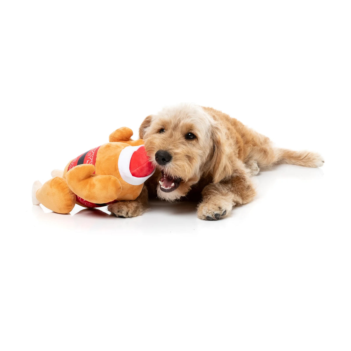A small golden dog lies on a white studio floor, biting and chewing a FuzzYard Fairisle Turkey plush Christmas dog toy in orange, red, and white.