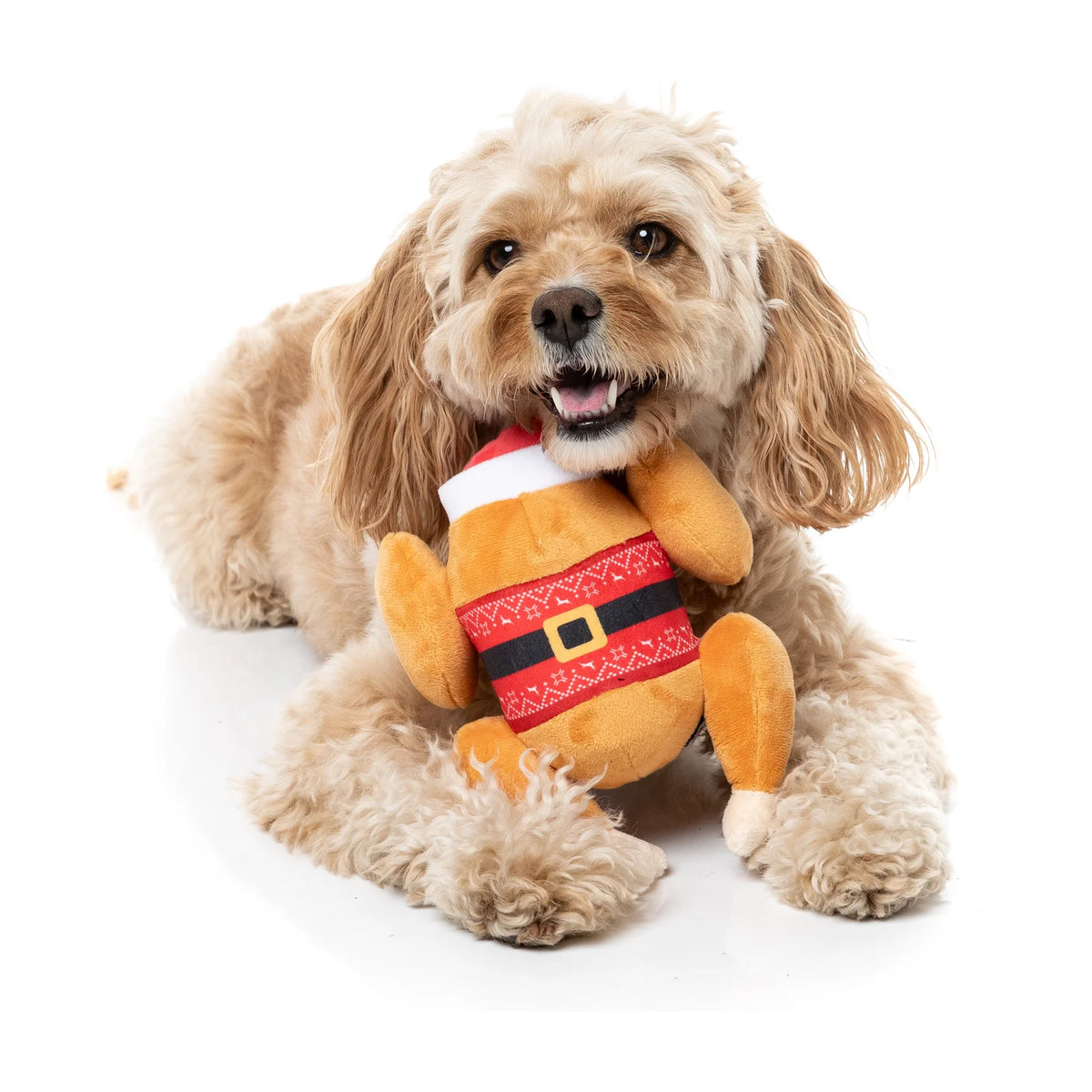 A fluffy light brown dog lying on a white background, holding a FuzzYard Fairisle Turkey plush Christmas dog toy in its mouth.
