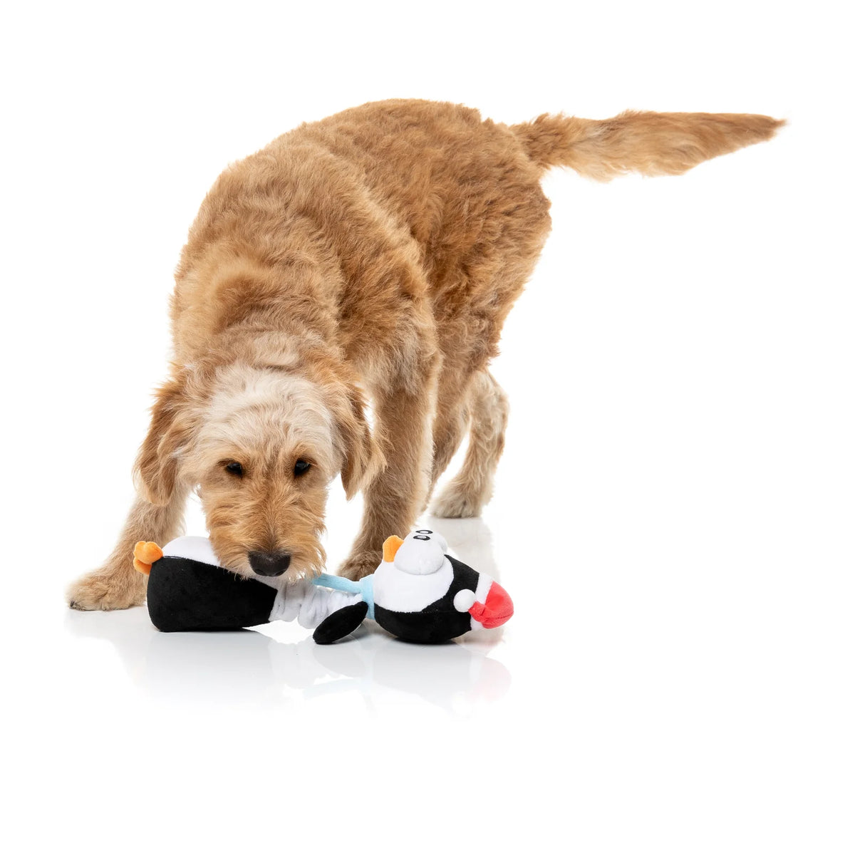 A golden retriever dog is playing with a plush FuzzYard Christmas Finneck The Penguin long-necked plush dog toy on a clean white background.