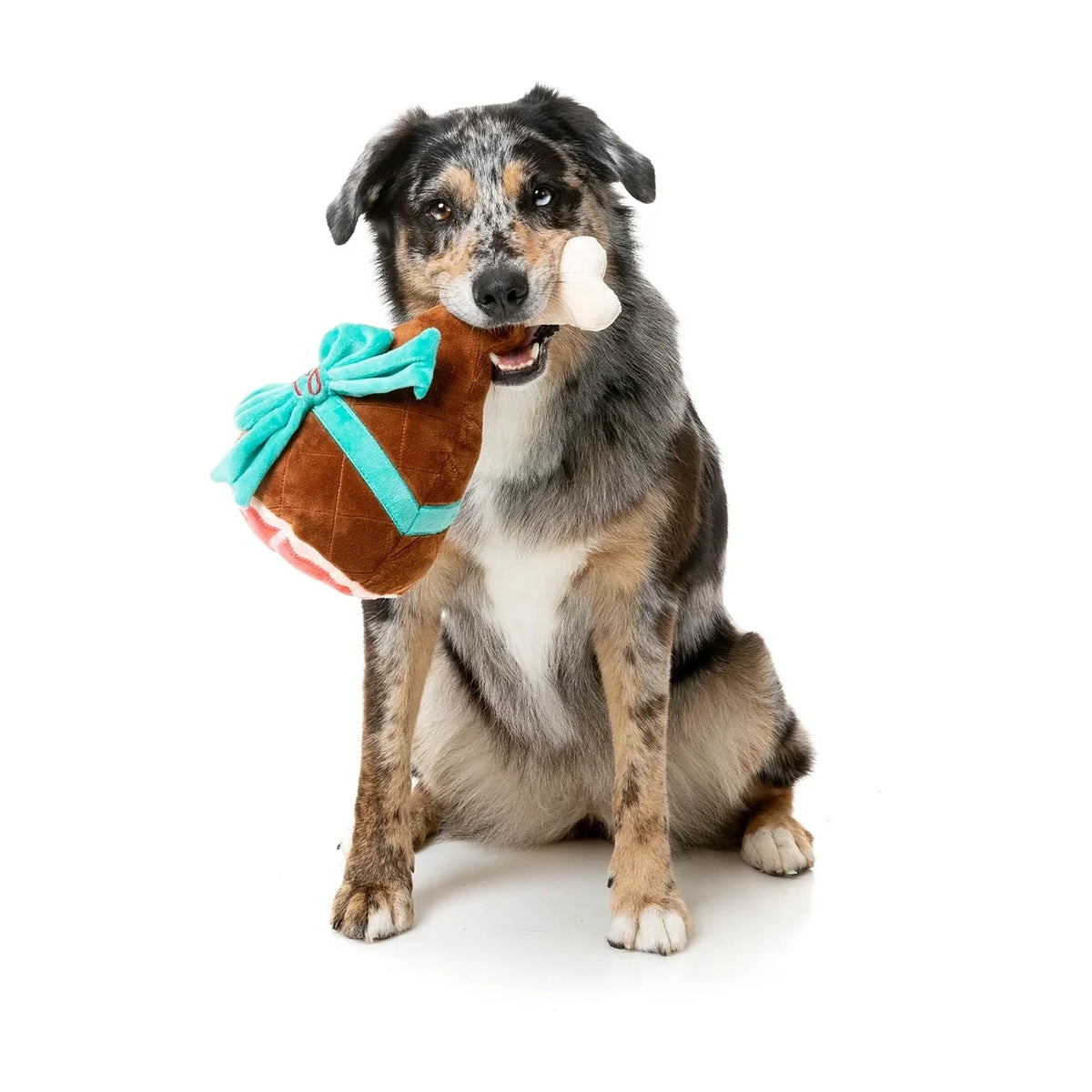 A black, white, and tan dog sits on a white studio background holding a FuzzYard Humongous Holiday Ham plush Christmas dog toy with a turquoise bow in its mouth.