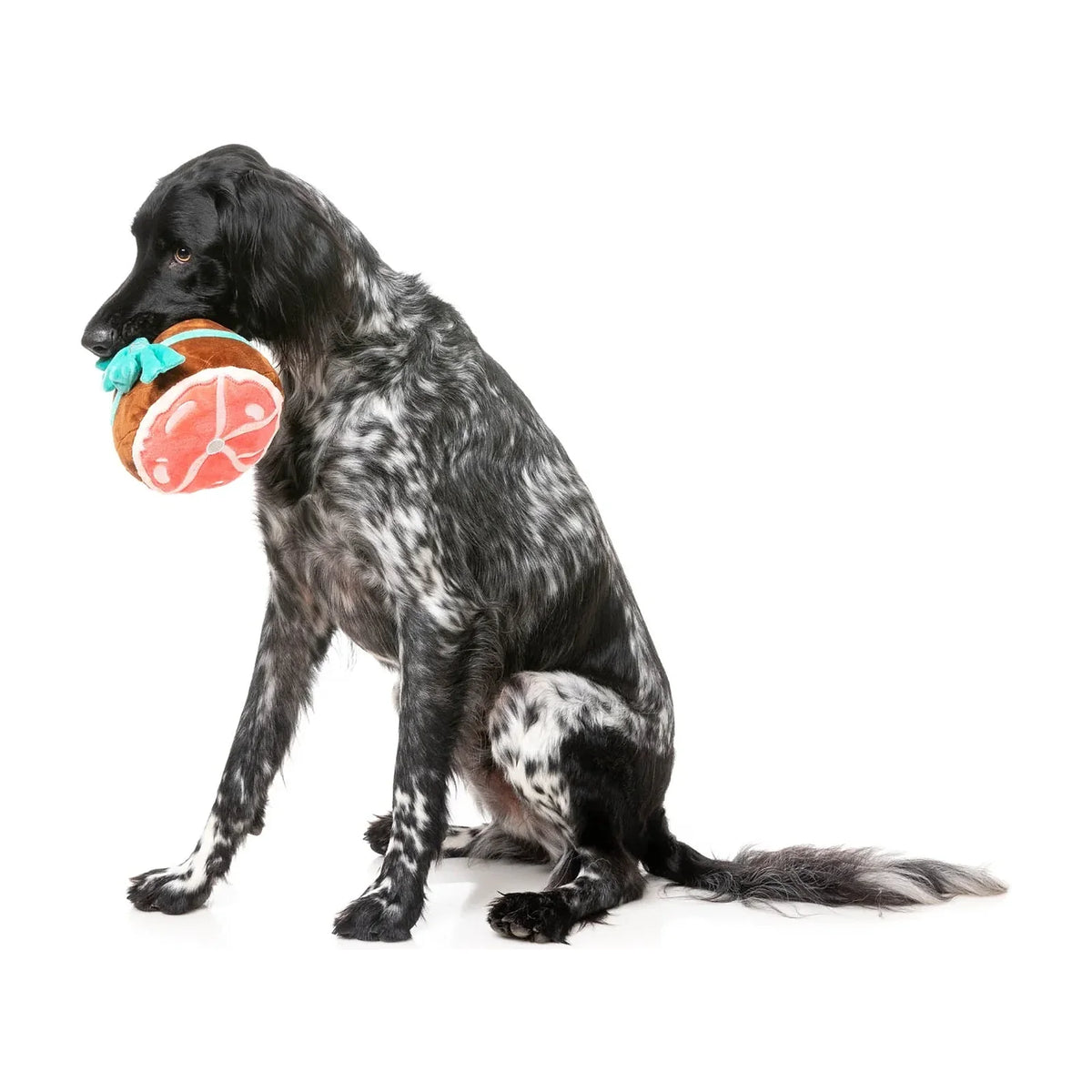 A black and white speckled dog sitting on a white background, holding a FuzzYard Humongous Holiday Ham plush Christmas dog toy in its mouth.