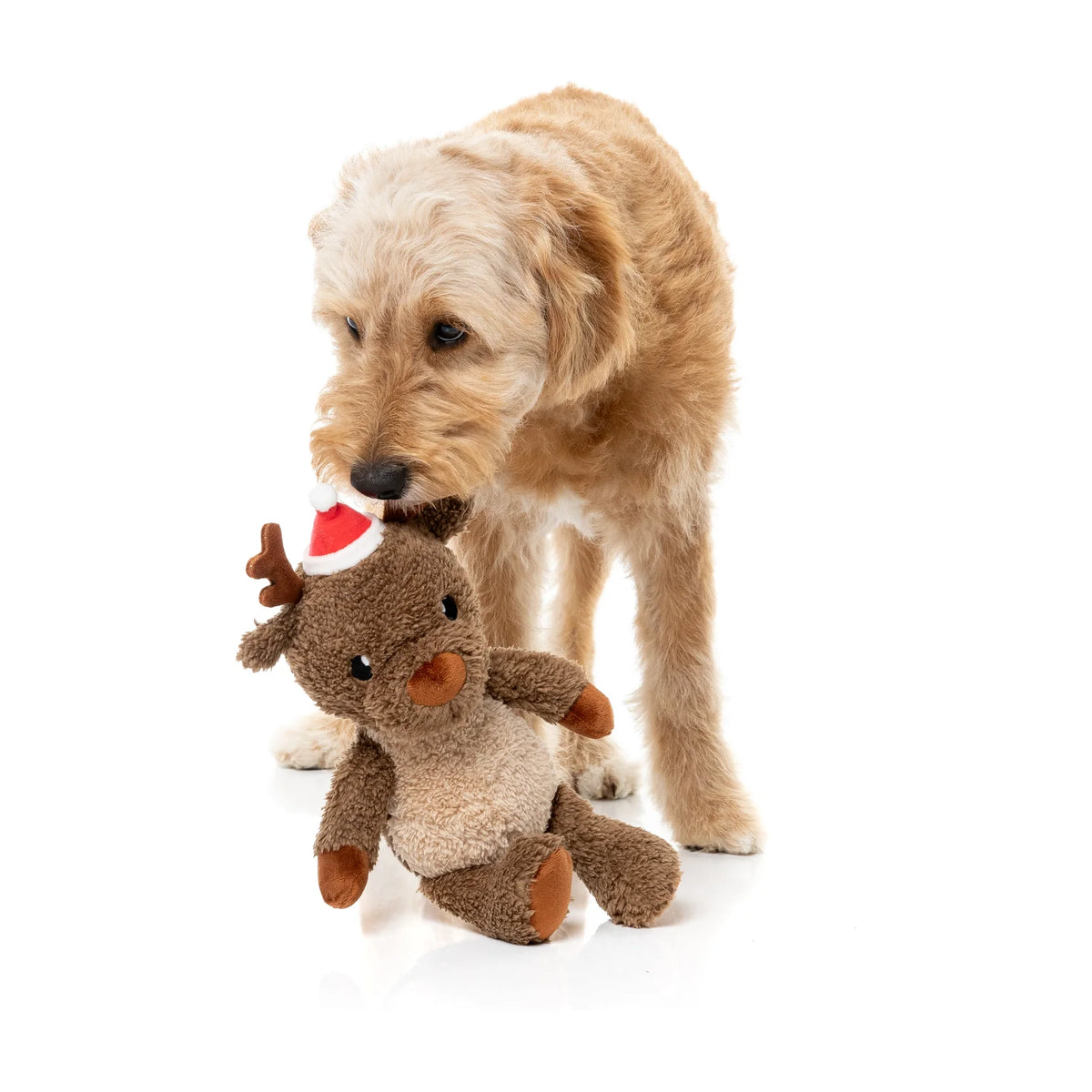 A small tan dog standing on a white studio background and holding a brown FuzzYard Ralph The Reindeer plush Christmas dog toy with a Santa hat in its mouth.