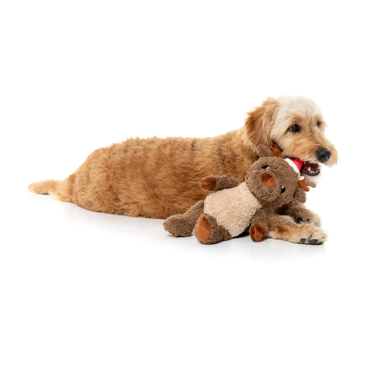 A fluffy golden-brown dog lying on a white studio floor and holding a FuzzYard Ralph The Reindeer plush Christmas dog toy in its mouth.