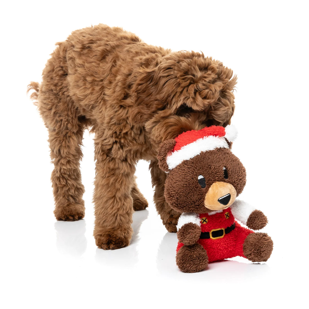 A brown curly-haired dog is sniffing a FuzzYard Santa Fuzz Bear plush Christmas dog toy dressed in a red Santa outfit with a red and white hat, photographed on a clean white background.