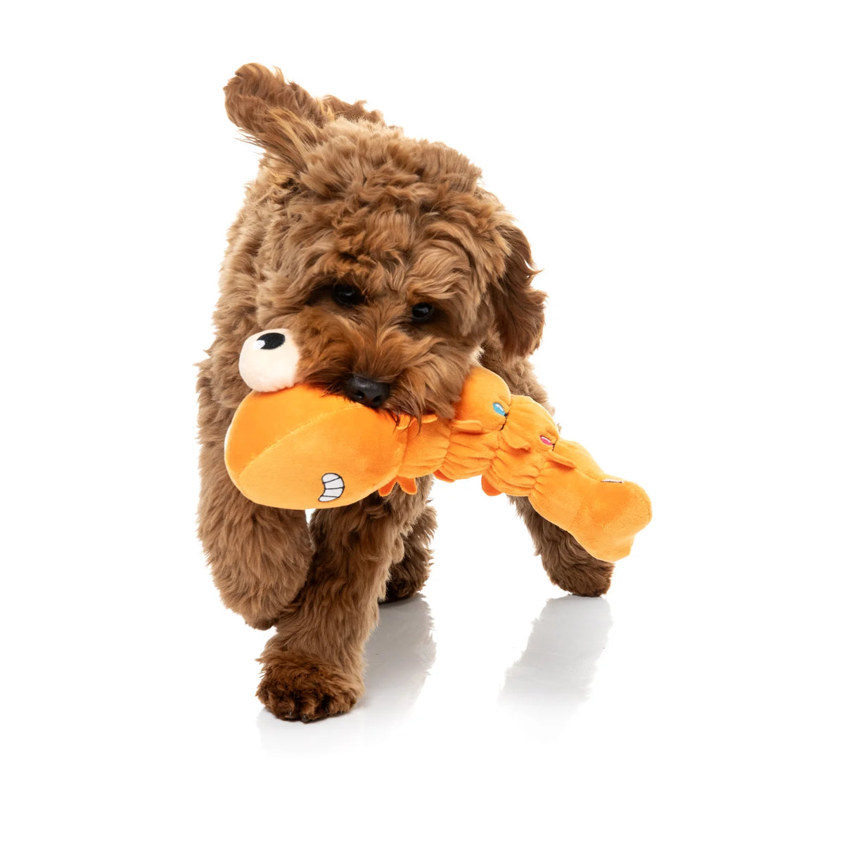 A small brown curly-haired dog running forward on a white background while holding an orange plush FuzzYard Shelvis Presley Christmas prawn dog toy in its mouth.