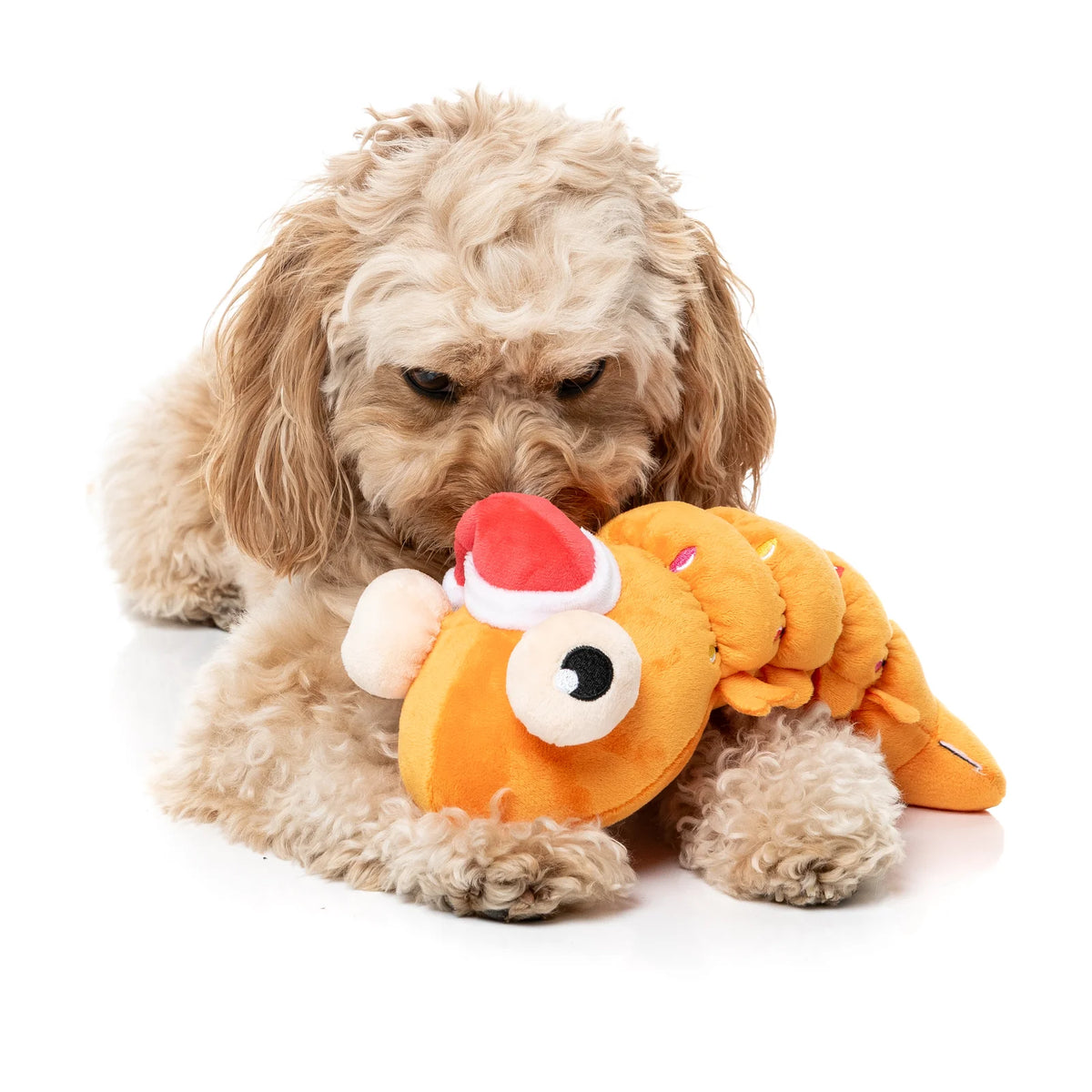 A fluffy cream-colored dog lies on a white studio floor, gently biting a FuzzYard Shelvis Presley Christmas prawn dog toy with a red Santa hat and white pom-pom.