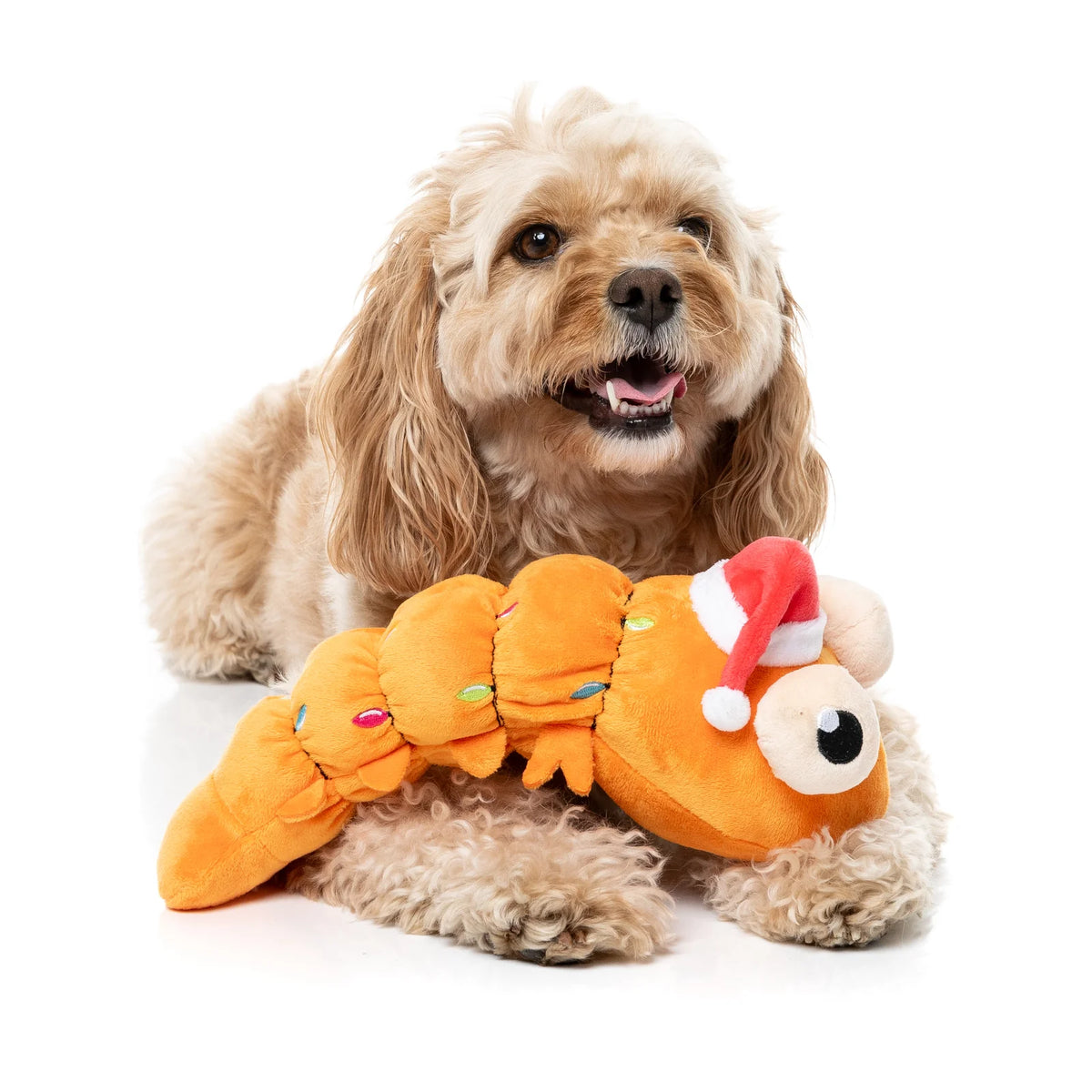 A small fluffy tan dog lies on a white studio background holding a FuzzYard Shelvis Presley Christmas prawn dog toy with Santa hat with a red Santa hat.