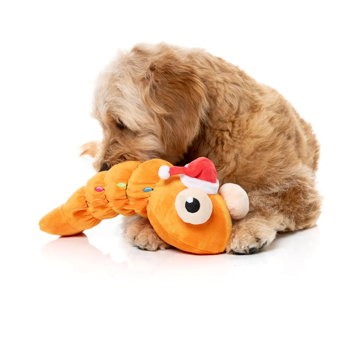 A fluffy light brown puppy lying on a white studio floor and biting an orange plush FuzzYard Shelvis Presley Christmas prawn dog toy with a red Santa hat.