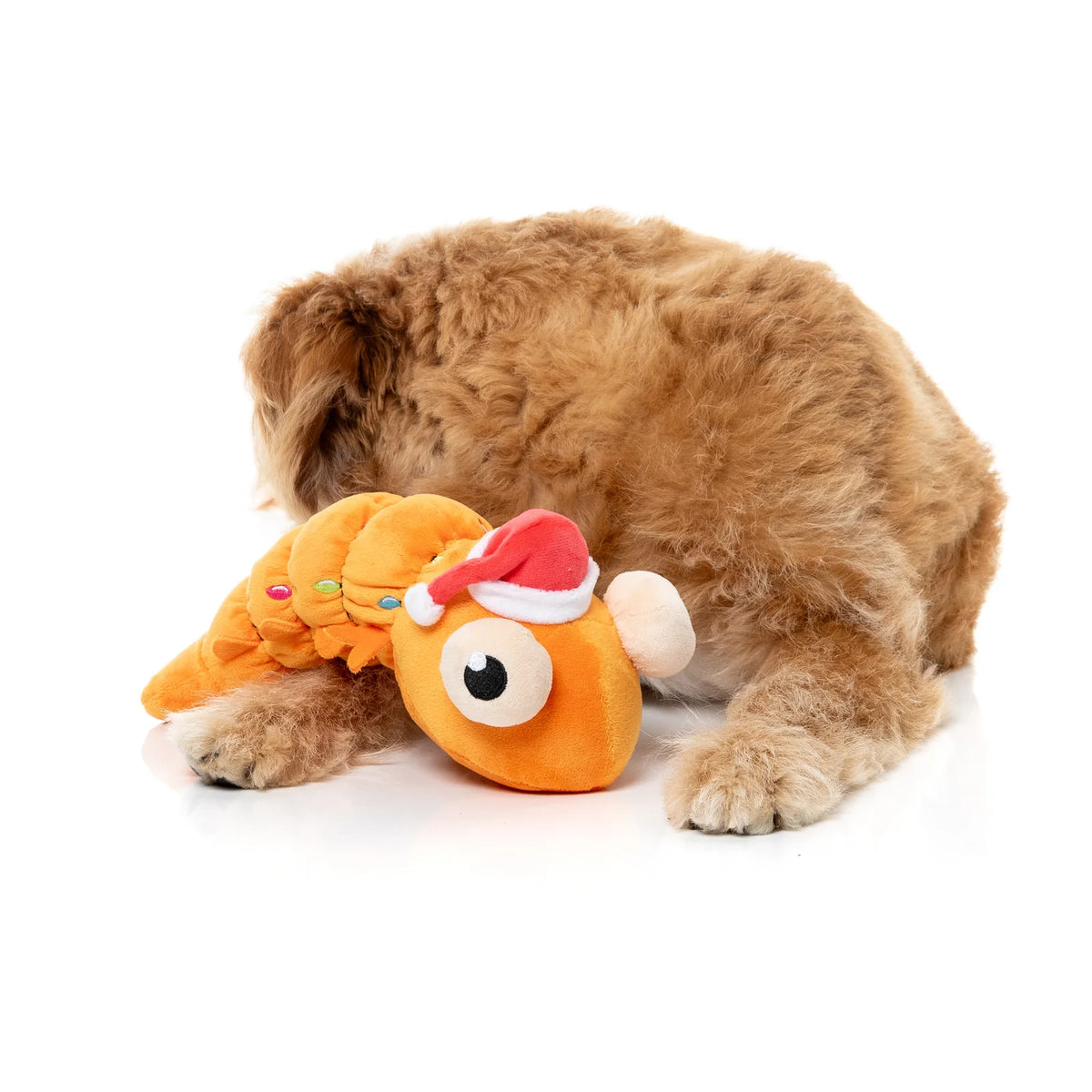 A fluffy golden-brown dog lying on a white studio floor, playing with an orange plush FuzzYard Shelvis Presley Christmas prawn dog toy wearing a Santa hat.