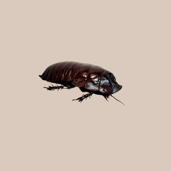 Giant Burrowing Cockroach - Kellyville Pets