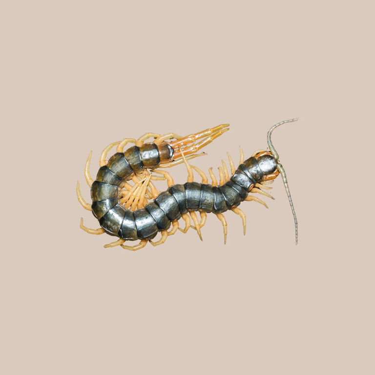 Giant Centipede - Kellyville Pets
