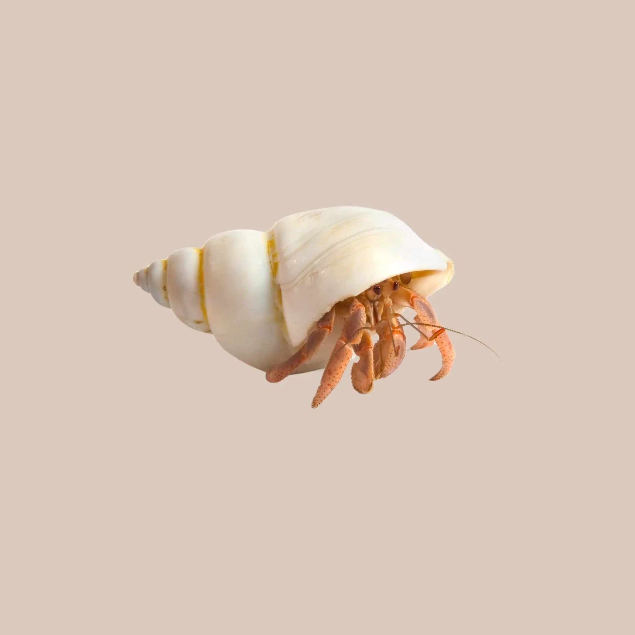 Hermit Crabs for Sale - Kellyville Pets
